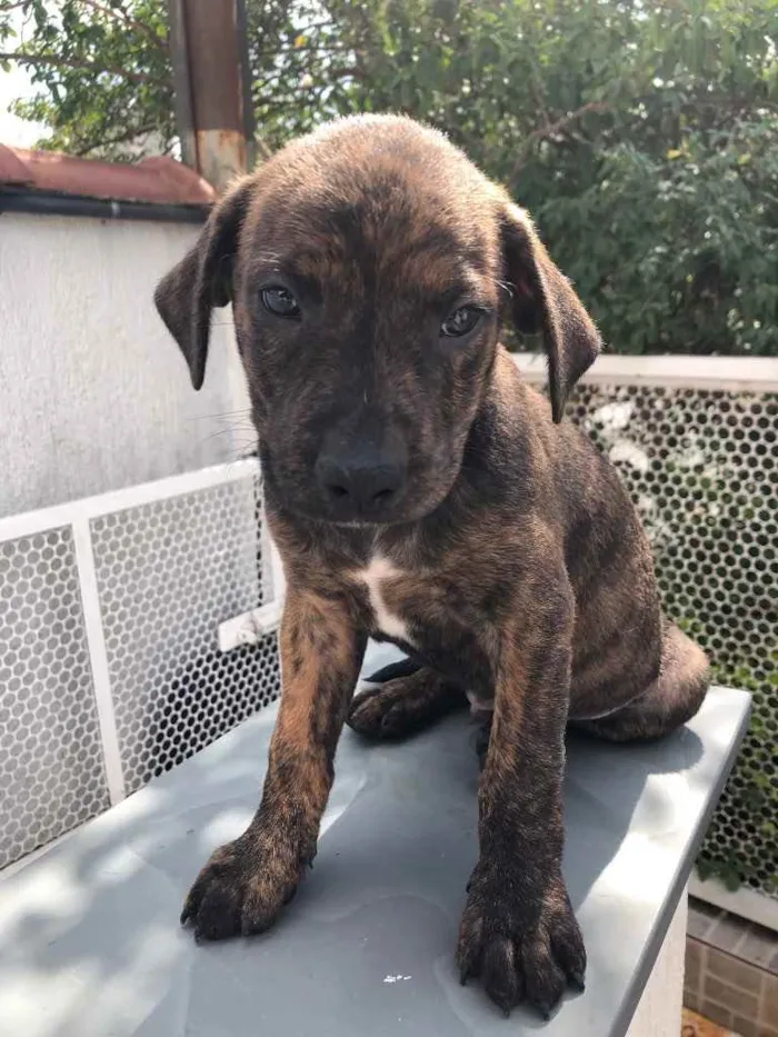 Cachorro raça SRD  idade Abaixo de 2 meses nome Sem Nome