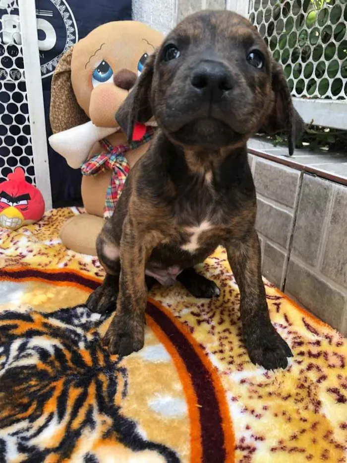 Cachorro raça SRD  idade Abaixo de 2 meses nome Sem Nome
