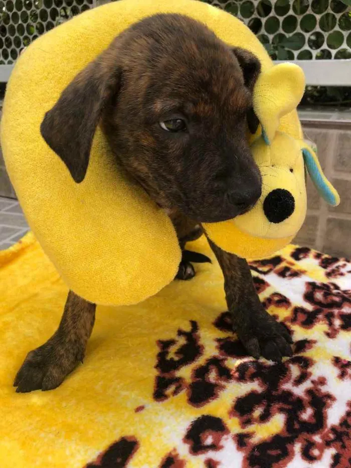 Cachorro raça SRD  idade Abaixo de 2 meses nome Sem Nome