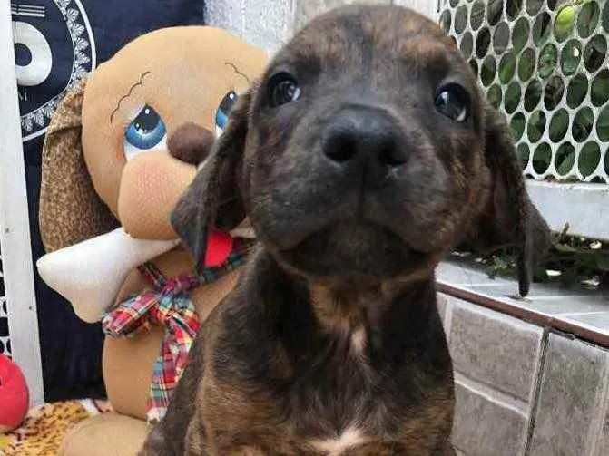Cachorro raça SRD  idade Abaixo de 2 meses nome Sem Nome
