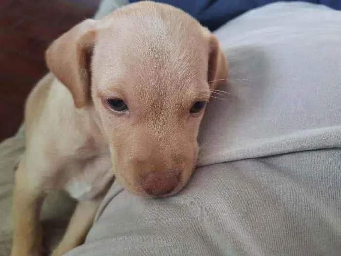 Cachorro raça Indefinido  idade Abaixo de 2 meses nome Scooby 
