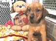 Cachorro raça SRD idade Abaixo de 2 meses nome Sem Nome