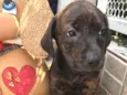 Cachorro raça SRD idade Abaixo de 2 meses nome Sem Nome