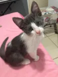 tom