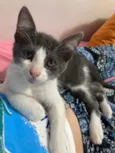tom