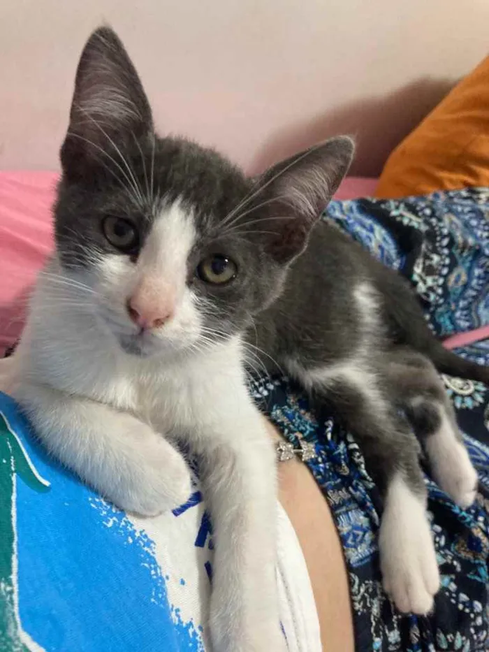 Gato ra a viralata idade 2 a 6 meses nome tom
