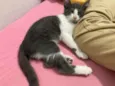 tom
