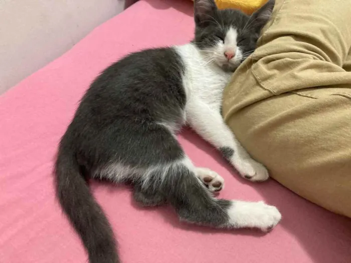 Gato ra a viralata idade 2 a 6 meses nome tom