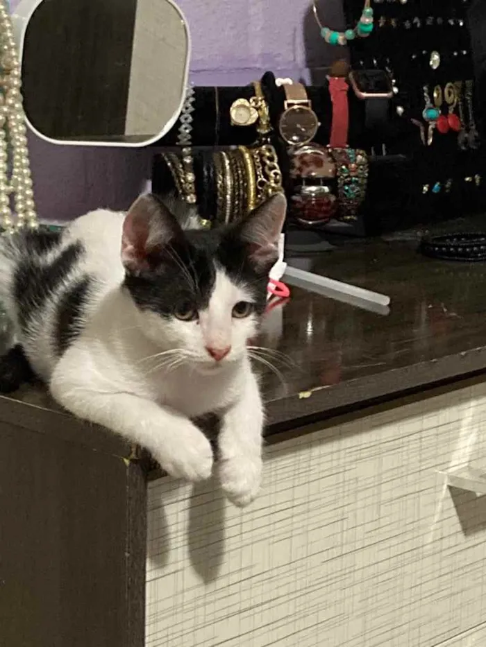 Gato ra a viralata idade 2 a 6 meses nome frajola
