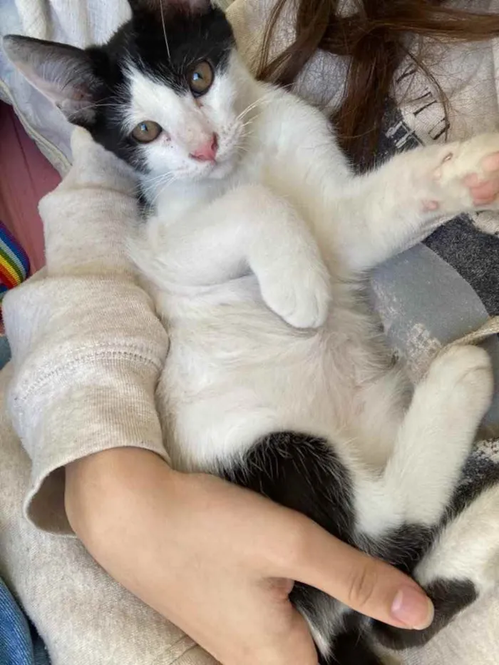Gato ra a viralata idade 2 a 6 meses nome frajola
