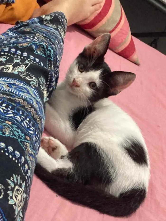 Gato ra a viralata idade 2 a 6 meses nome frajola