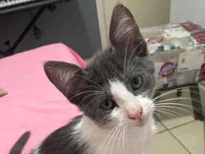 Gato raça viralata idade 2 a 6 meses nome tom