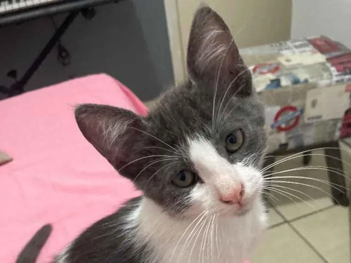 Gato ra a viralata idade 2 a 6 meses nome tom