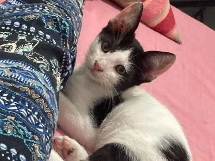 Gato ra a viralata idade 2 a 6 meses nome frajola