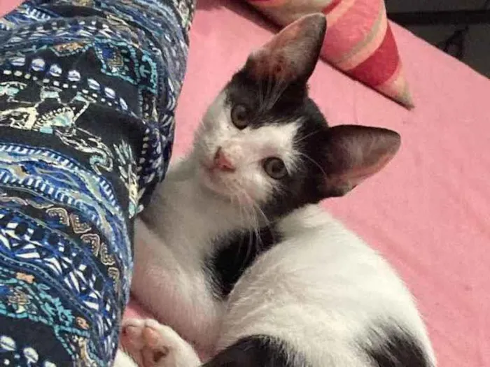 Gato ra a viralata idade 2 a 6 meses nome frajola