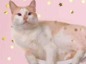 Gato raça Srd idade 3 anos nome Luck amoroso 