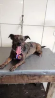 Cachorro raça SRD idade 7 a 11 meses nome Maetê