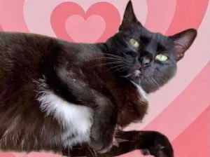 Gato raça Srd idade 1 ano nome Luna Linda 