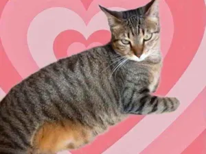 Gato raça Srd  idade 7 a 11 meses nome Stella Linda 