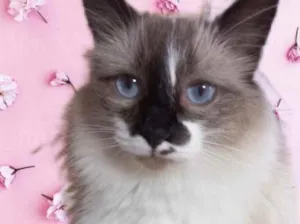 Gato raça Srd  idade 7 a 11 meses nome Kitty Linda 