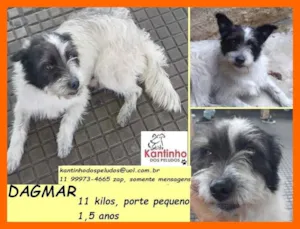 Cachorro raça SRD idade 1 ano nome Dagmar