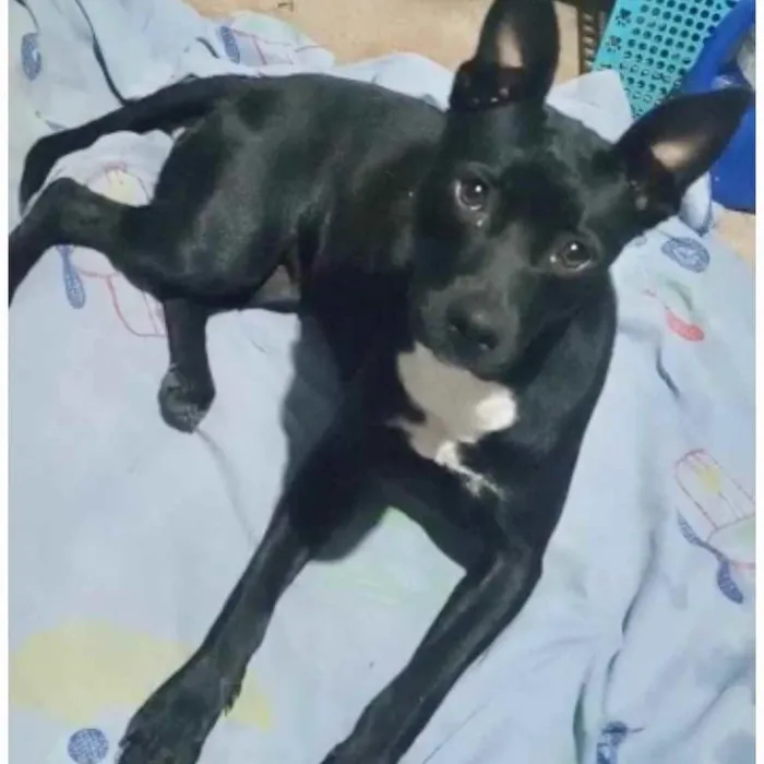 Cachorro raça Srd  idade 7 a 11 meses nome Alina lindíssima 