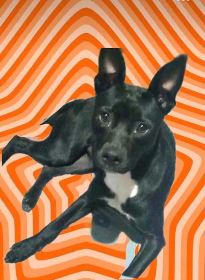 Cachorro raça Srd  idade 7 a 11 meses nome Alina lindíssima 