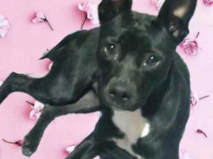 Cachorro raça Srd  idade 7 a 11 meses nome Alina lindíssima 