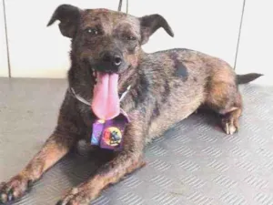 Cachorro raça SRD idade 7 a 11 meses nome Maetê