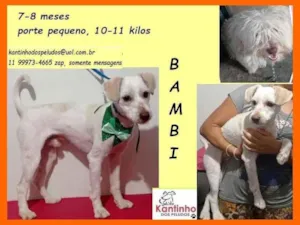 Cachorro raça SRD idade 7 a 11 meses nome Bambi