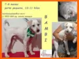 Cachorro raça SRD idade 7 a 11 meses nome Bambi