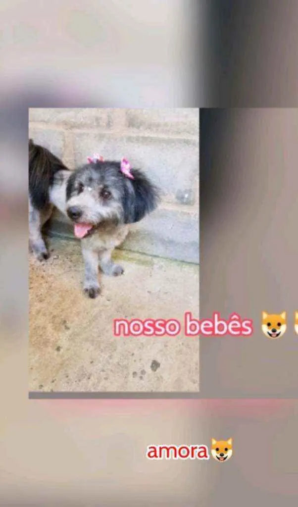 Cachorro raça Pastor holandesa  idade 1 ano nome Amora 