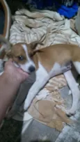 Laila
