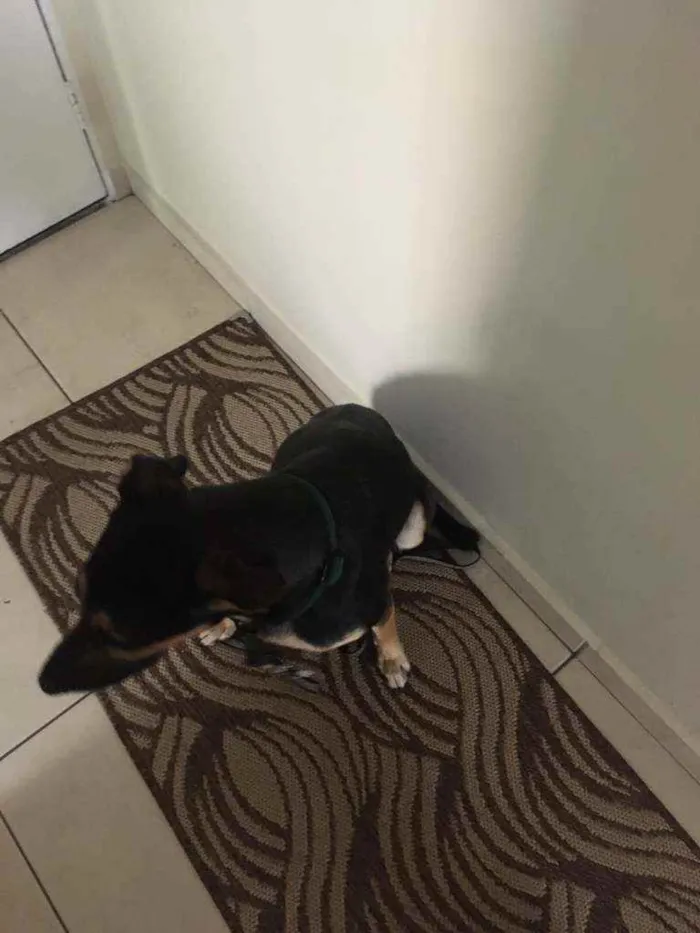 Cachorro ra a Vira lata idade 1 ano nome Lola