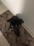 Lola