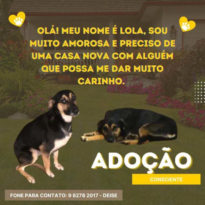 Cachorro ra a Vira lata idade 1 ano nome Lola