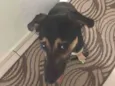 Lola