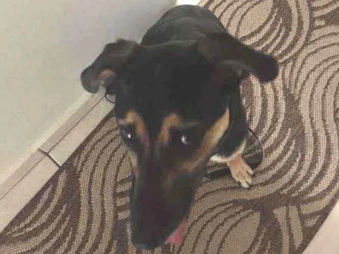 Cachorro ra a Vira lata idade 1 ano nome Lola