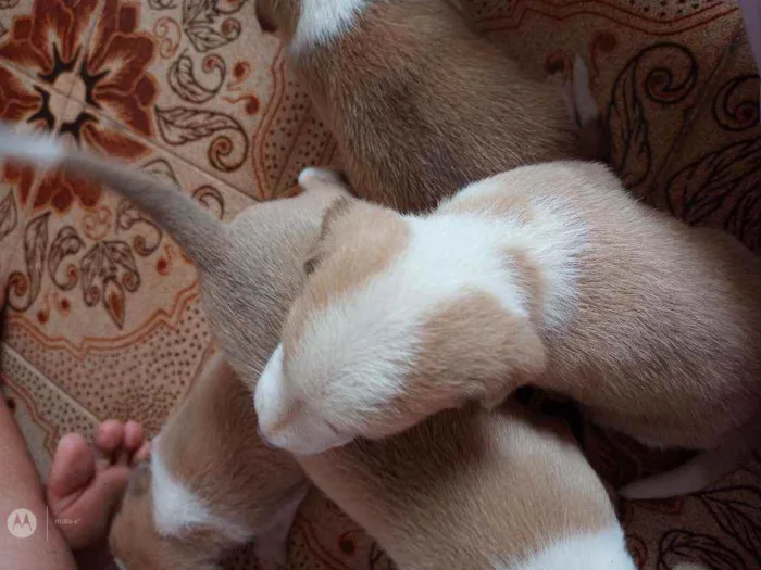 Cachorro raça Normal  idade Abaixo de 2 meses nome Raça