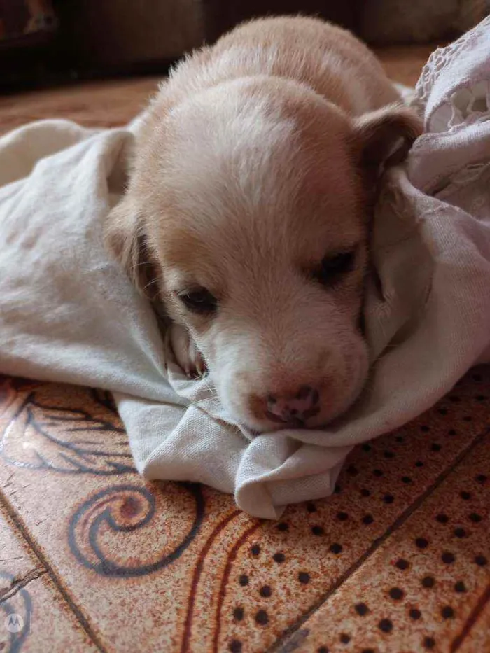 Cachorro raça Normal  idade Abaixo de 2 meses nome Raça