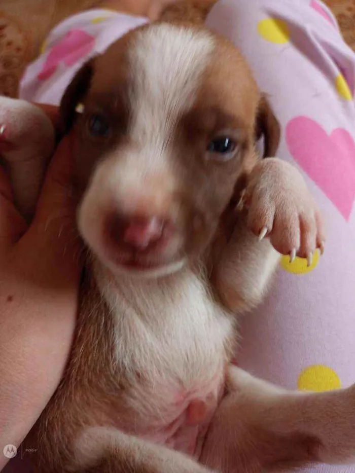 Cachorro raça Normal  idade Abaixo de 2 meses nome Raça