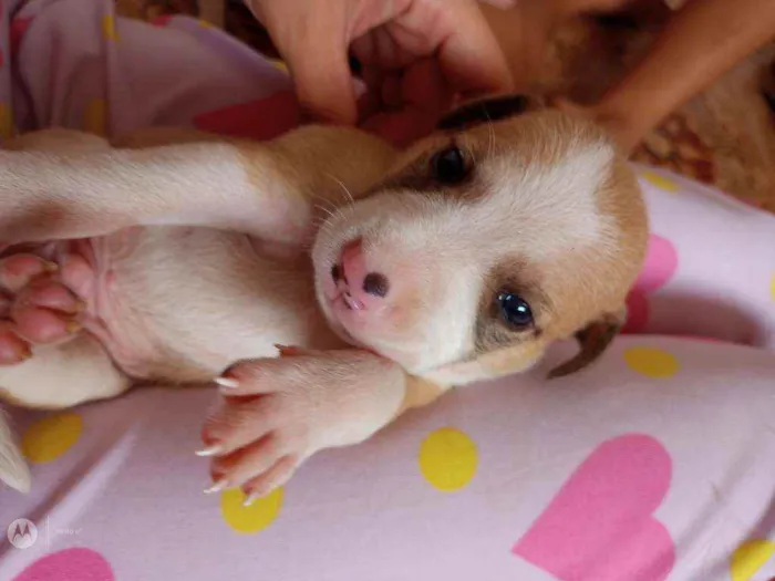 Cachorro raça Normal  idade Abaixo de 2 meses nome Raça