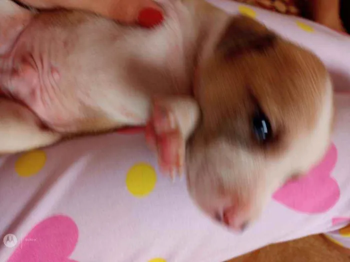 Cachorro raça Normal  idade Abaixo de 2 meses nome Raça
