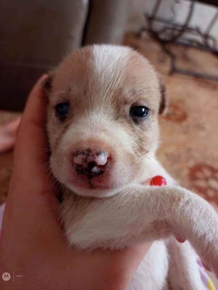 Cachorro raça Normal  idade Abaixo de 2 meses nome Raça