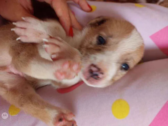 Cachorro raça Normal  idade Abaixo de 2 meses nome Raça