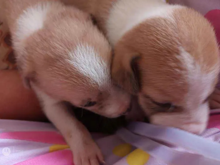 Cachorro raça Normal  idade Abaixo de 2 meses nome Raça
