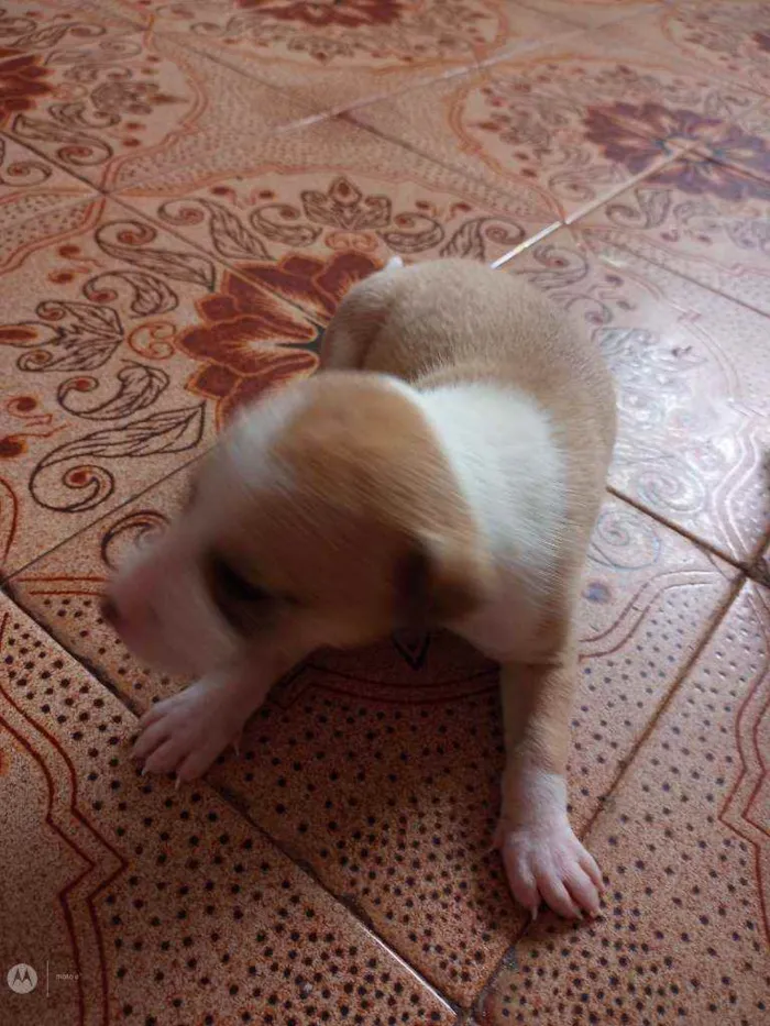 Cachorro raça Normal  idade Abaixo de 2 meses nome Raça