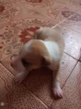 Raça