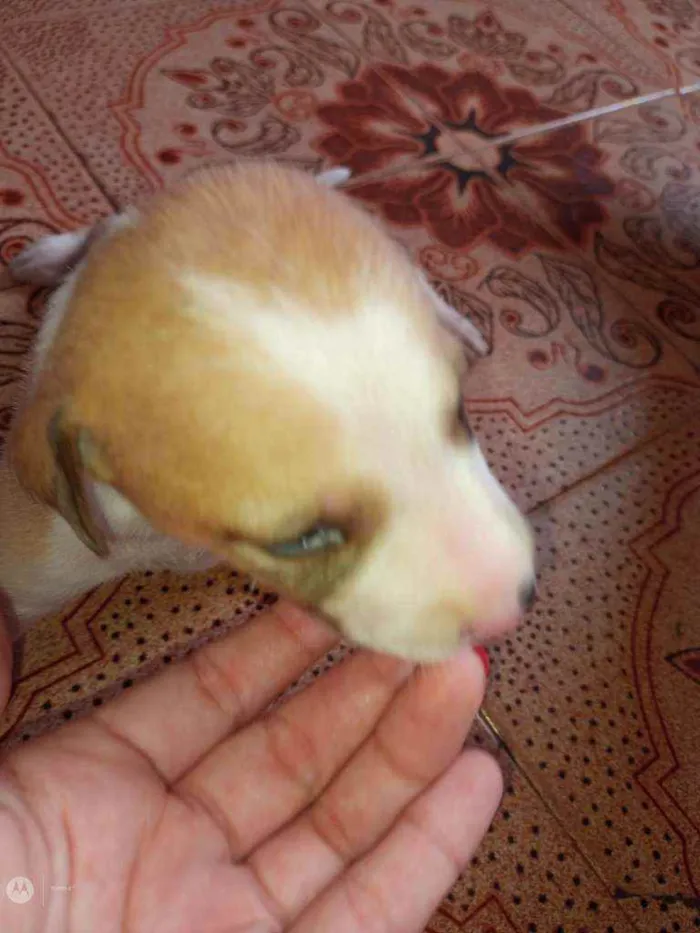 Cachorro raça Normal  idade Abaixo de 2 meses nome Raça