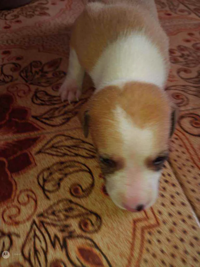 Cachorro raça Normal  idade Abaixo de 2 meses nome Raça